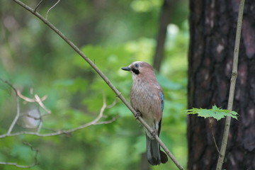 Sójka ,sójka na drzewie