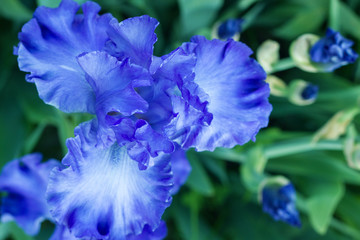 Bright blue iris flowers up view macro