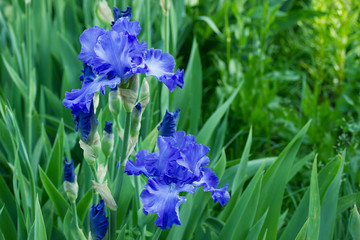 Bright blue spring iris flowers side view