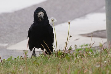 Kruk ,stary kruk © LBanacki