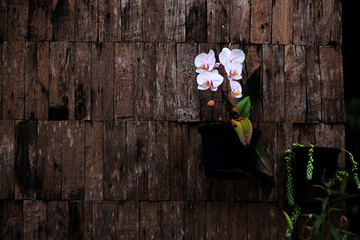 flower on wooden wall