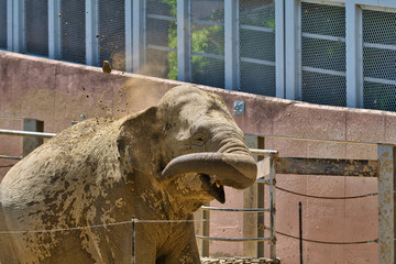 土浴びをする象