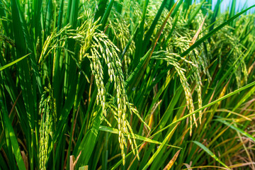 Close Up of Rice Grain In Farming Area. Green Young Paddy Grain. Selective Focus.