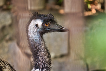 エミューの横顔