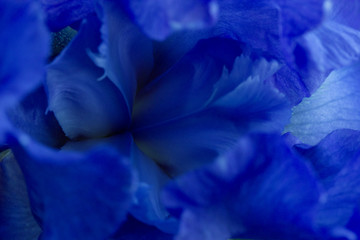 Bright blue iris flowers close up view macro