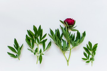 Set of peony flowers with branches