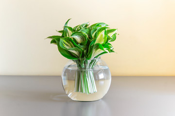 Glass vase with Hosta plants on the table