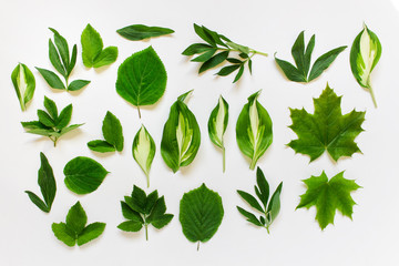 Set with various plant leaves on white background