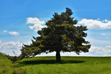 Fototapeta na wymiar A lonely pine in a field