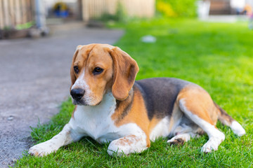 Cute tricolor beagle puppy