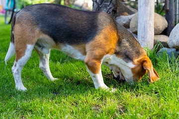 Naklejka na ściany i meble Beagle puppy playing