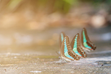 Selective focus beautiful butterflies in nature background.Blurred butterflies in warm tone.
