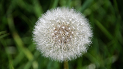 Pusteblume