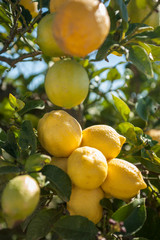 Lemon tree