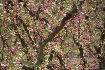 floración del melocotonero