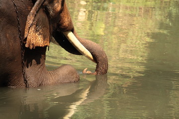 Elephant in water