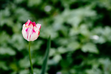 Tulip with white and pink petals on a background of greenery