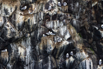 Gulls sitting on the nests. Colony of seagulls on the rock, Kamchatka Peninsula, nearby Cape Kekurny, Russia.