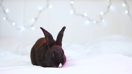 Cute little black rabbit on bed