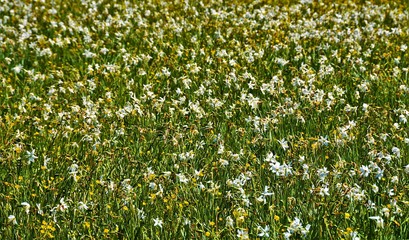 A meadow with wild daffodils