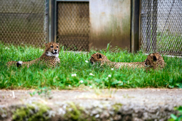 寝そべる3匹のチーター