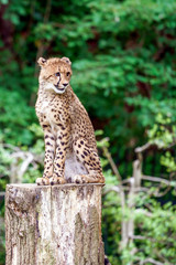 切り株の上の座るチーター