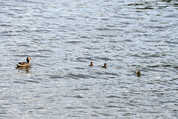 Duck with ducklings sailing on a river on a bright sunny day