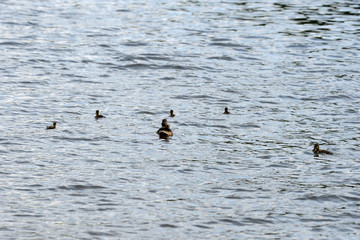 Duck with ducklings sailing on a river on a bright sunny day