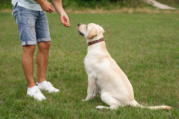 Happy young man feeding dog Labrador outdoors