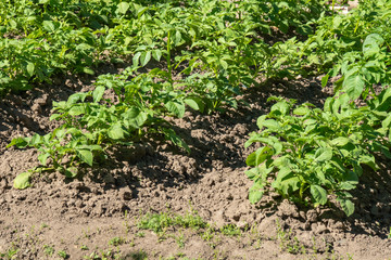 Green growing potato bush on an agricultural field