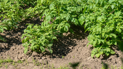 Green growing potato bush on an agricultural field