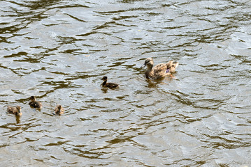 Duck with ducklings sailing on a river on a bright sunny day