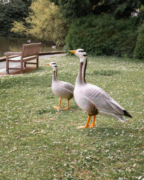 Two Canadian Geese, lined up nicely in a park in Cumbria in the UK.