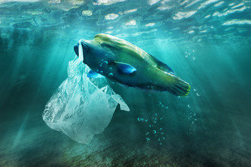 Plastic pollution in ocean environmental problem. Fish can eat plastic bags. © Tatyana Sidyukova