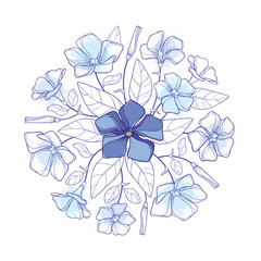 Round bouquet of outline pastel blue Periwinkle or Vinca flower bunch and ornate leaves isolated on white background.