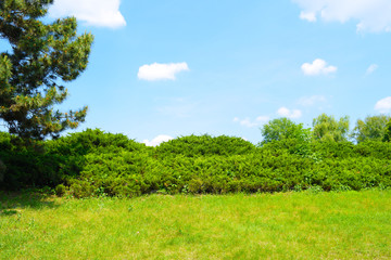 Direct view of the green grass and bushes far away in the garden. Summer landscape