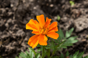 marigold bambino in the garden