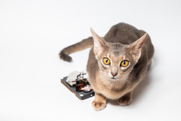 Hard drive disk and young blue abyssinian cat looking ahead 