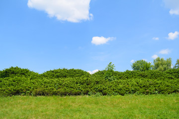 Direct view of the green grass and bushes far away in the garden. Summer landscape