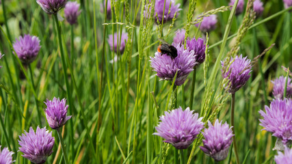 a bee sits on a chive