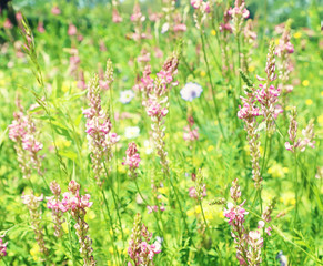 Enchanting field full of beautiful spontaneous pink wild lupine flowers. Nature spring background, soft focus and blur