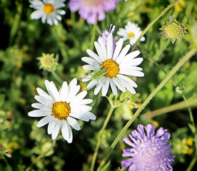 Spring daisies in a blooming meadow and a grasshopper