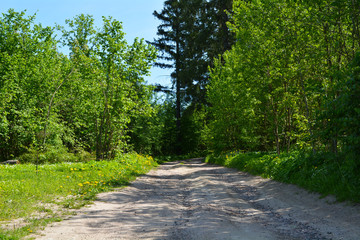 road in forest