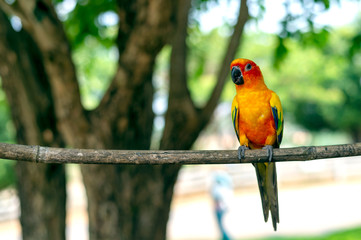 parrot on tree branch with soft-focus and over light in the background