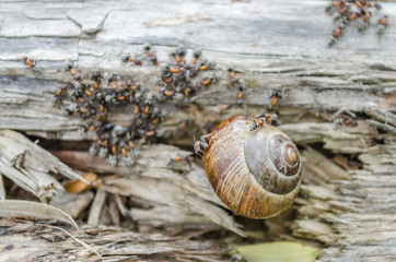 Vineyard snail in its natural environment attacked ants