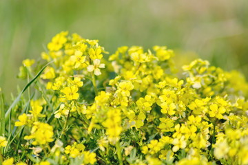 Obraz premium a bunch of yellow spring flowers growing in a clearing