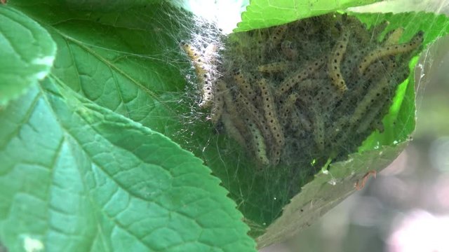 viele Gespinstmotten in einem Nest aus Netzen zum verpuppen