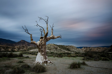 Desierto de Tabernas