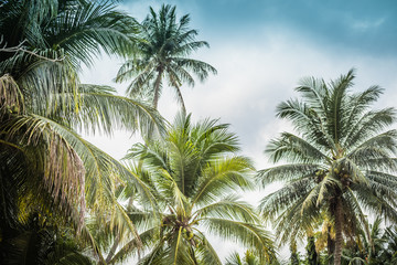 Fototapeta na wymiar background image of tropical palm trees and blue sky