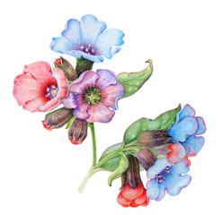 illustration of a lungwort pink and blue flower